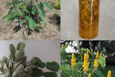 Senna Alata: The Healing Candle Bush with 30 Impressive Benefits and Easy Homemade Uses