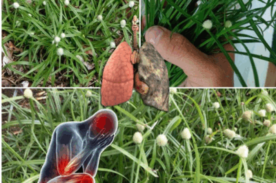 Cyperus Rotundus: The Ancient Herb with Modern Healing Power