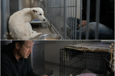 ❤️Isang gutom na tuta ang tumangging kumain — hanggang sa umawit ng isang kanta ang kanyang tagapagligtas